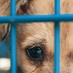 Sad-Puppy-In-Shelter_o