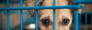puppy in shelter