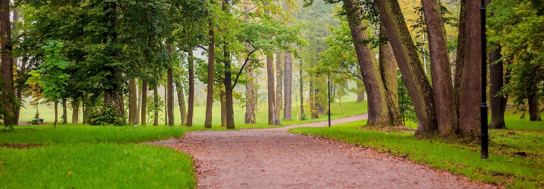 trail in park