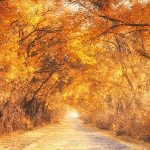 Autumn-Forest-With-Country-Road_b