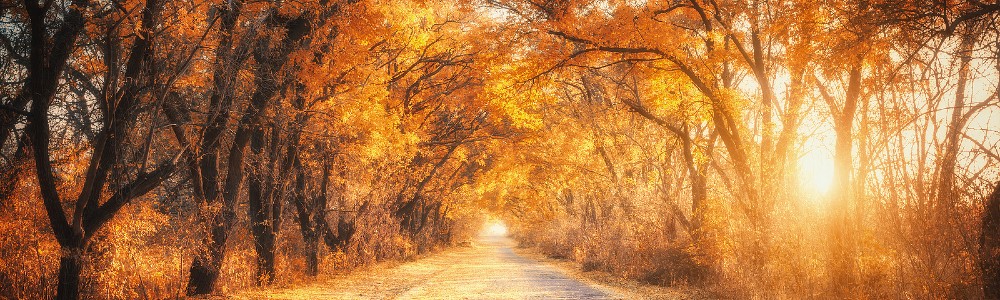 fall day in the forest