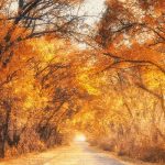 blog-header-e6-Autumn-Forest-With-Country-Road_b