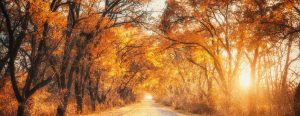 forest in the fall