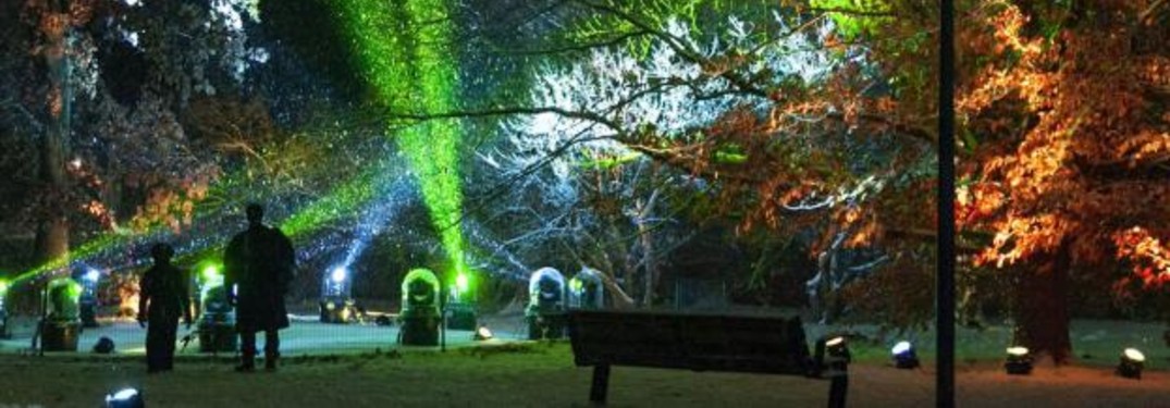 trees at the Tree Lights at the Morton Arboretum