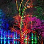 Tree-Lights-at-the-Morton-Arboretum_o