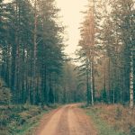 dirt trail through pine trees_p