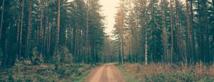 dirt trail through pine trees