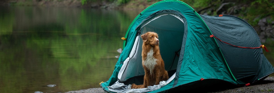 should you bring your dog camping