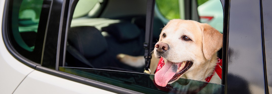 Golden Lab sitting in car with tongue out