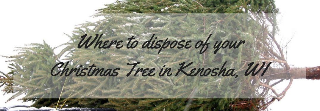 Tree strapped to the roof of a car with text overlaid where to dispose of your Christmas Tree in Kenosha WI