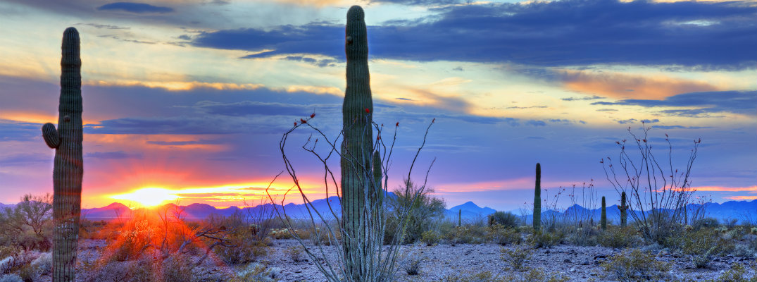 A sunset in the Arizona desert behind a few cacti