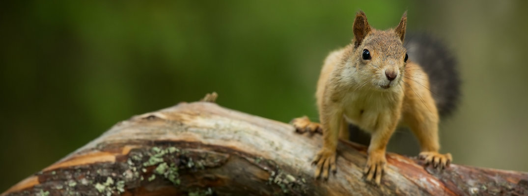 A brown squirrel sitting on a branch in the woods