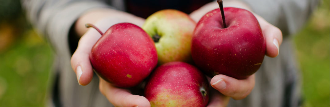 close-up look at woman holding handful of apples