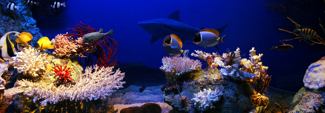 fish and shark swimming above a reef