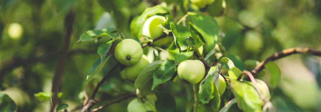 green apples on a tree