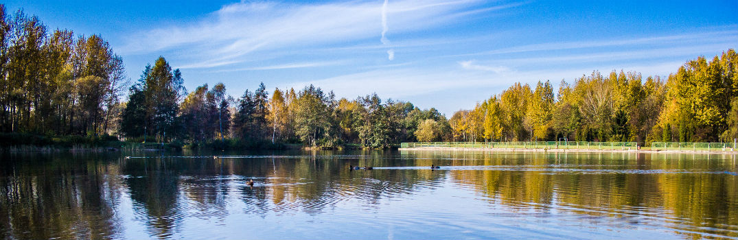 trees reflecting on a lake