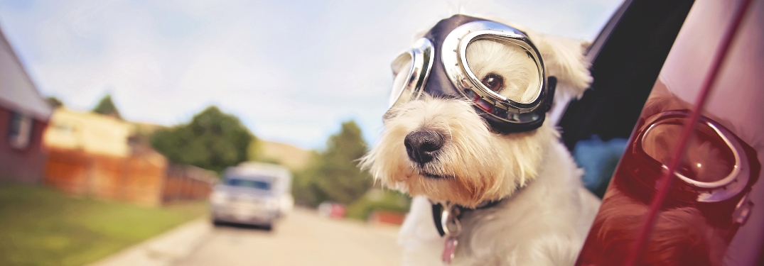 Dog with aviators goggles hanging out a vehicle window