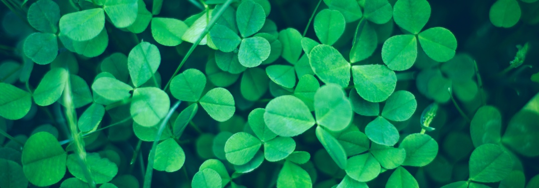 field of shamrocks