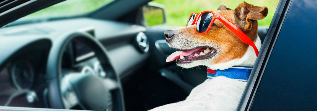dog in sunglasses driving a car