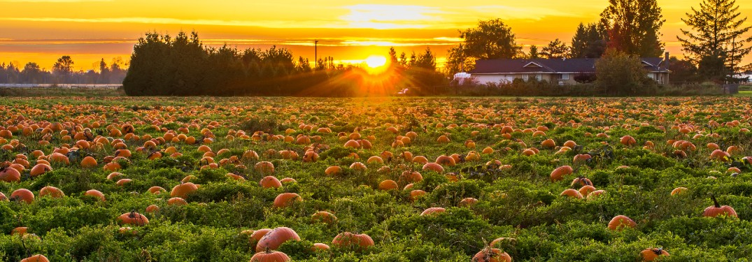 large field full of pumpkins sun setting in background