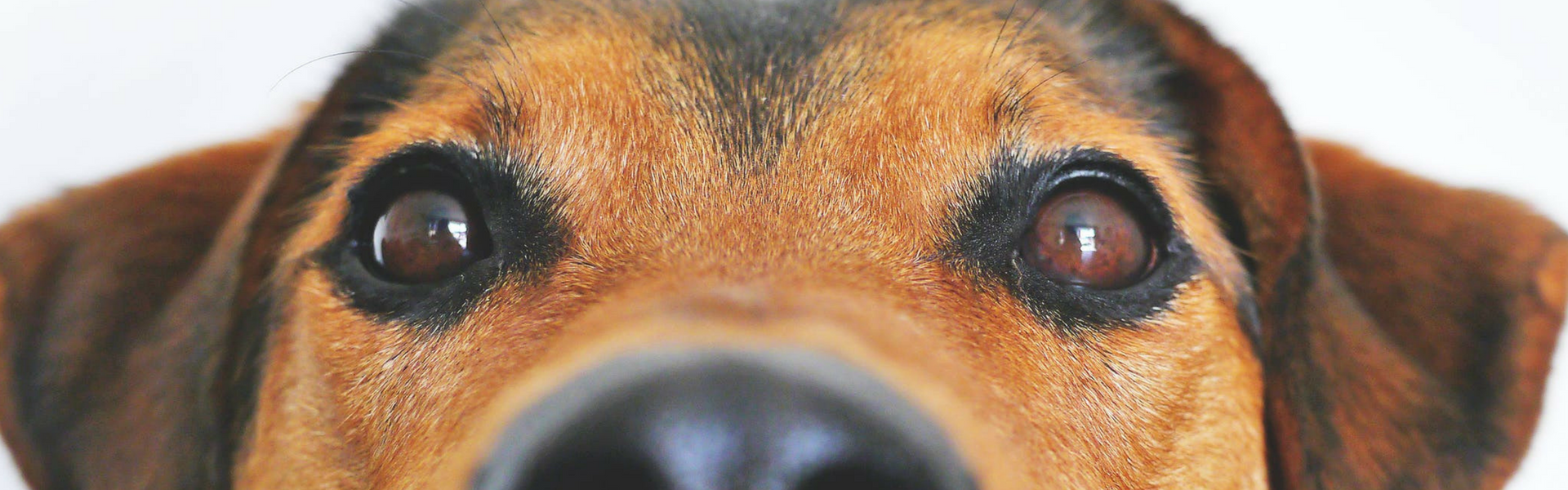 Prevent Dog