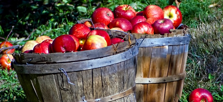 Apples overflowing from an apple basket
