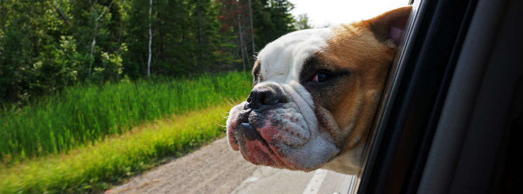bulldog looking out car window