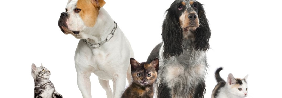 cats and dogs on a white background