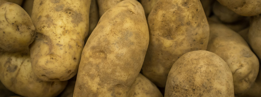 Close-up shot of Russet potatoes