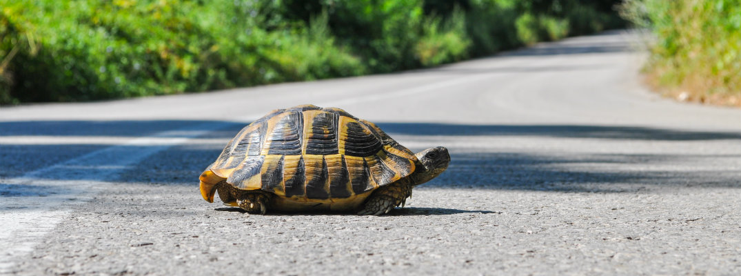 A turtle/tortoise crossing a road