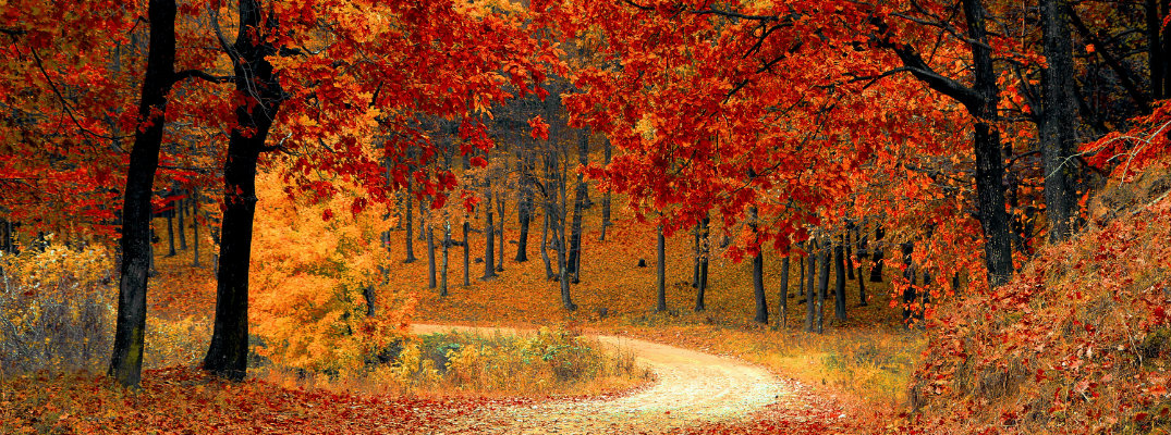 Rural road in the fall season