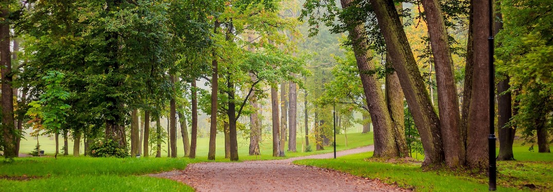 park walking trail with trees and grass slightly misty