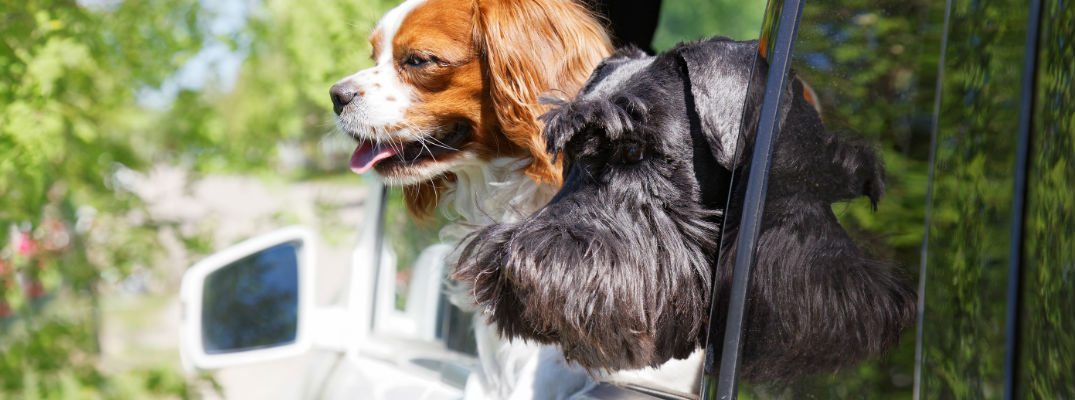 Dogs in car