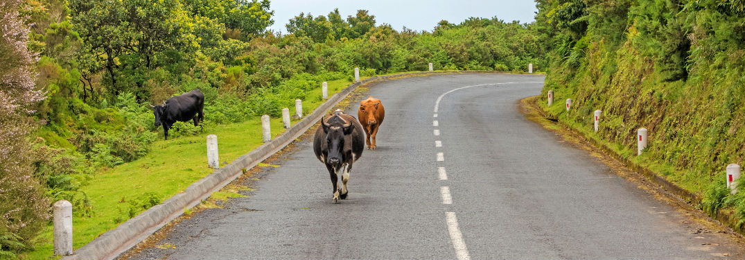 Group of cows walking down an empty country road