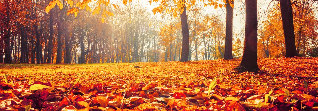 Fall Foliage and colorful leaves
