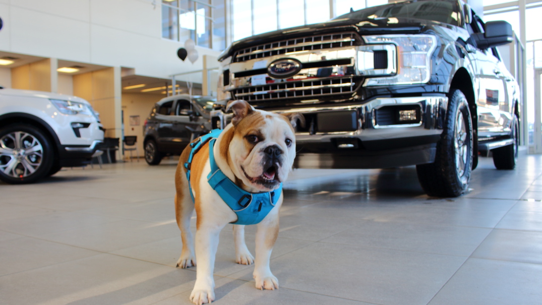 Drive One For Furry Friends