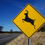 Deer-crossing_A90_b