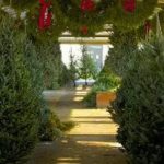 Pine trees-A_b