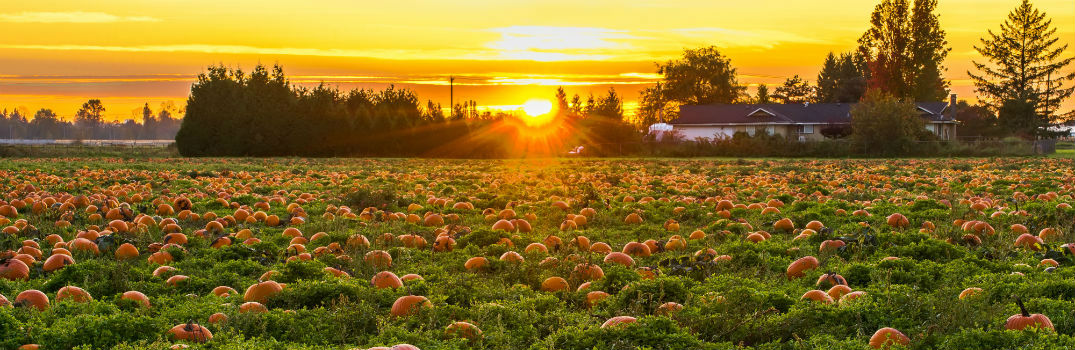 open pumpkin patch at sunrise