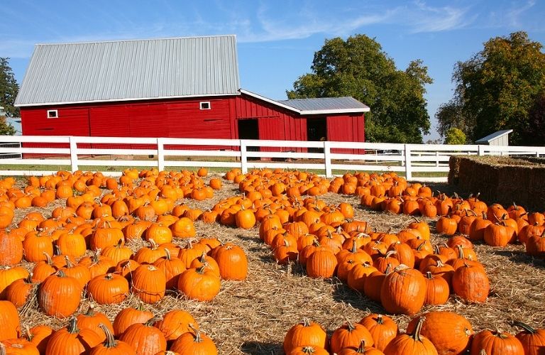 A pumpkin farm with pumpkins laid out on the ground.