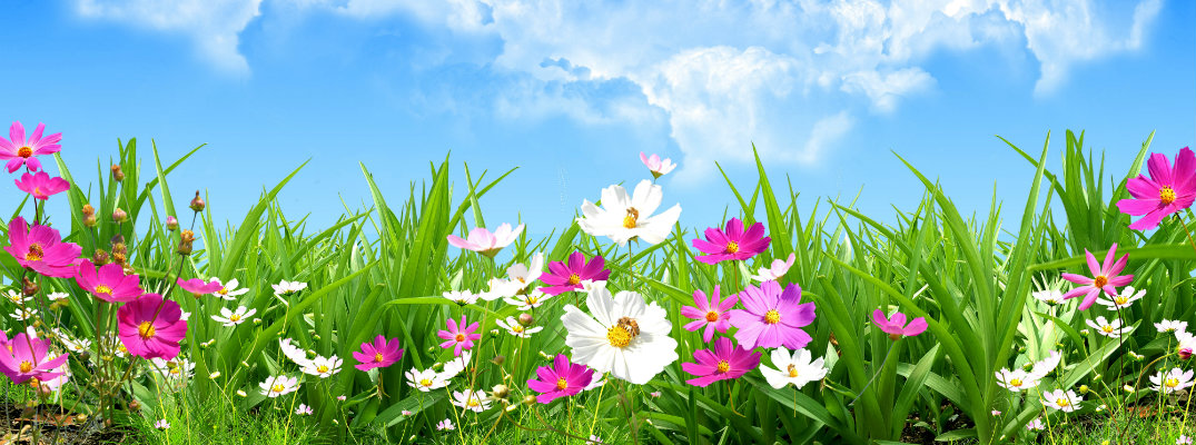 Field of spring flowers with blue sky