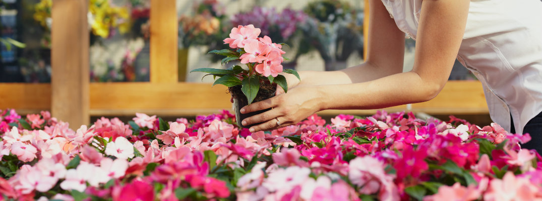 Woman with a pot of pink flowers