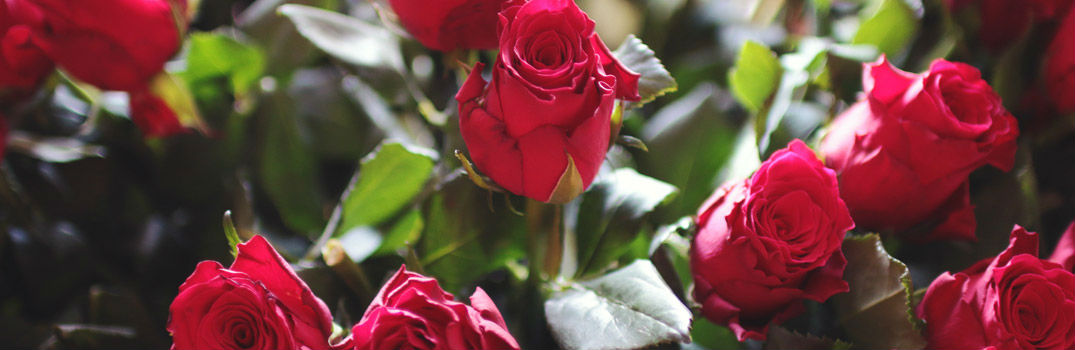 Valentines Day Red Roses