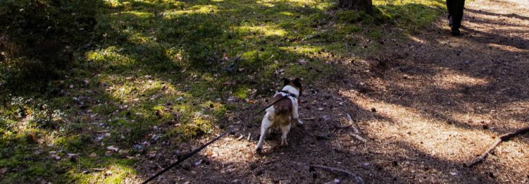 Hiking Trails That Allow Dogs near Knoxville TN - Fox Toyota