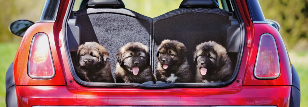 puppies in the back of a car