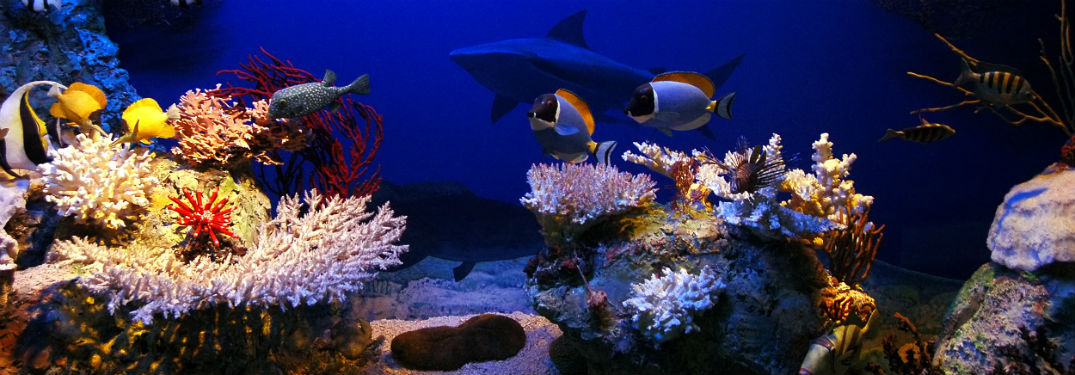 Underwater scene with fish coral and shark