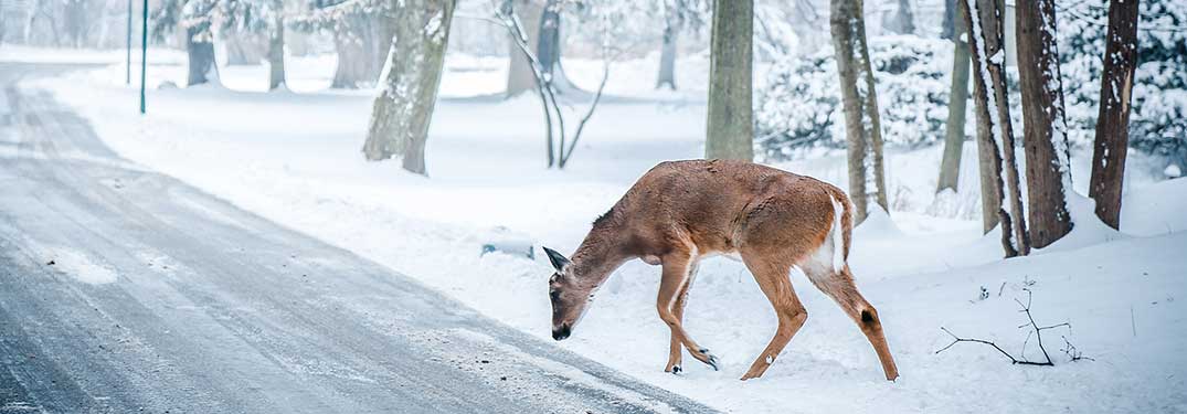 deer by a road in the winter