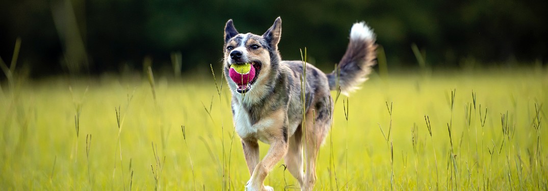Herding dog with ball in mouth in field