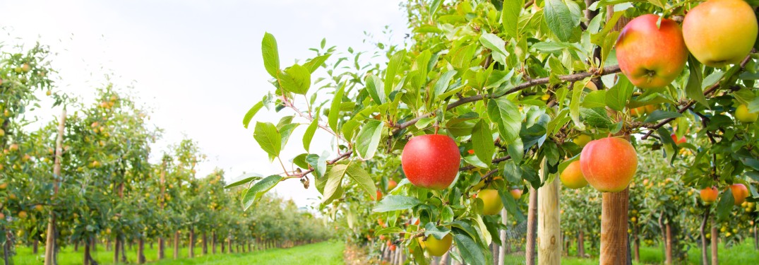 Apples growing in an orchard