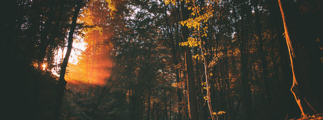 Forest at dusk